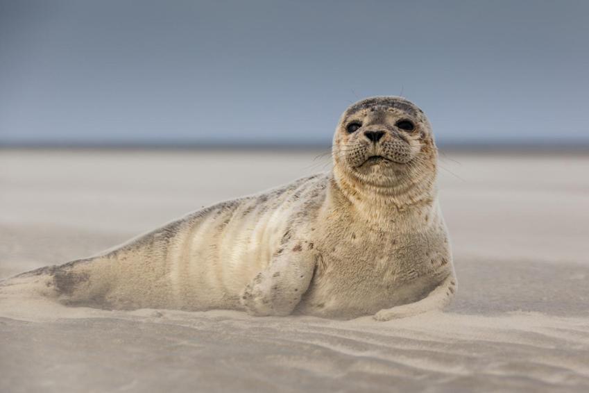 Hamac Chic Vue Mer. Berck Kültér fotó